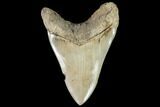 Serrated, Fossil Megalodon Tooth - Battery Creek, SC #104989-2